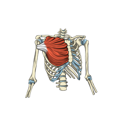 Anatomie du muscle grand pectoral