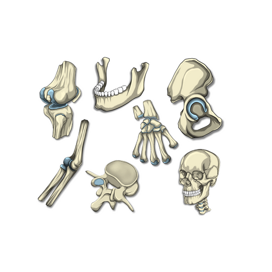 Guide d'anatomie : Les types d'os