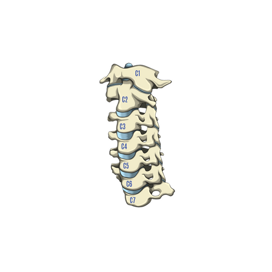 Anatomie de la colonne vertébrale : Le rachis cervical