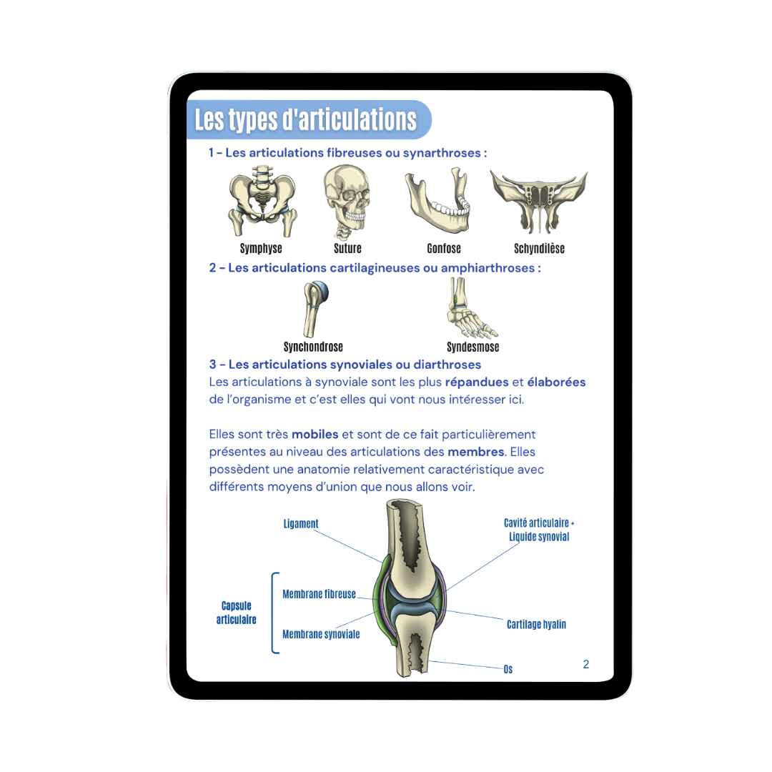 Arthrologie - Membre inférieur