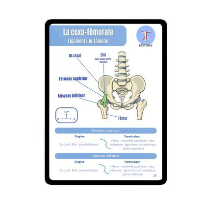 Arthrologie - Membre inférieur