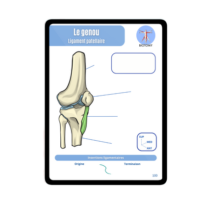 Arthrologie - Membre inférieur