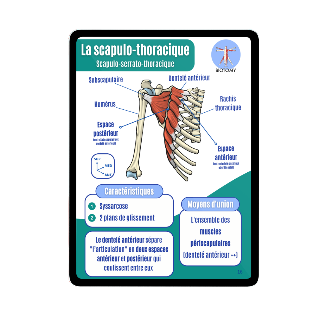 Arthrologie - Membre supérieur