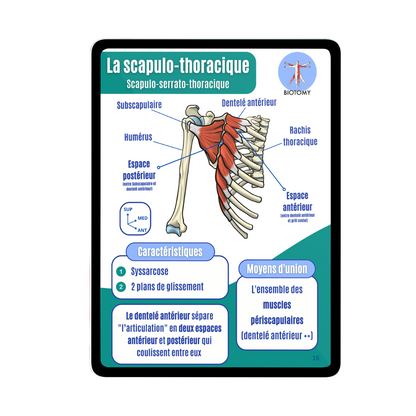 Arthrologie - Membre supérieur