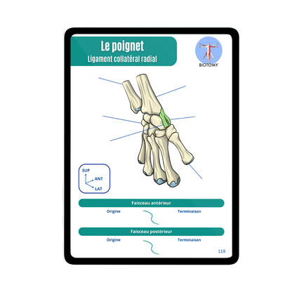 Arthrologie - Membre supérieur