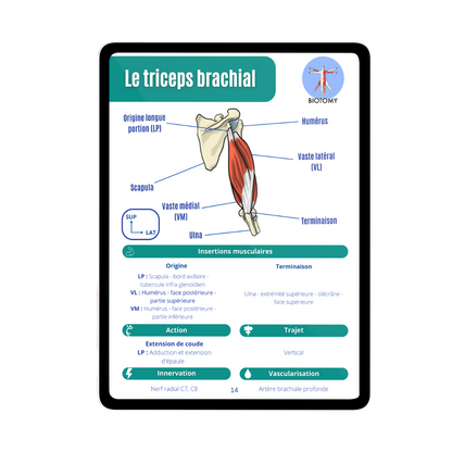 Myologie - Membre supérieur