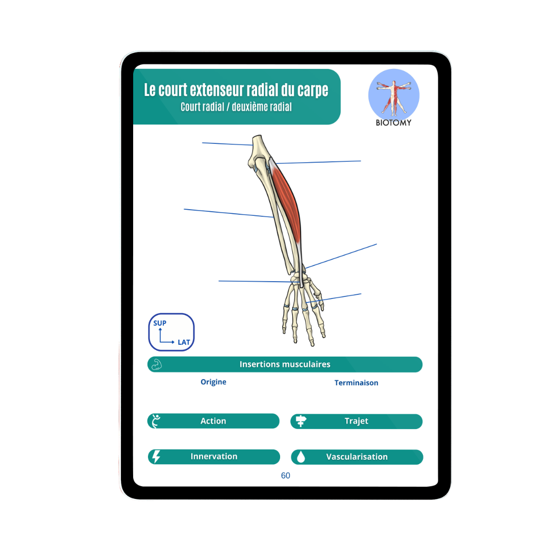 Myologie - Membre supérieur