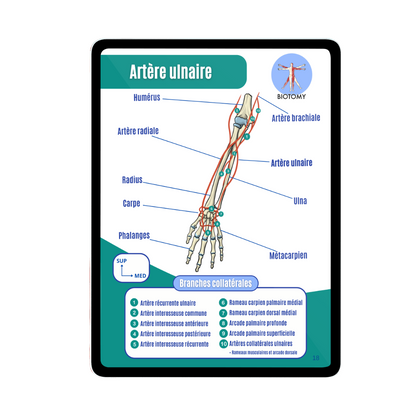 Angiologie - Membre supérieur