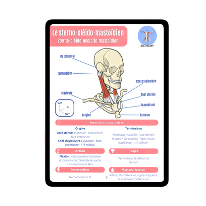 Myologie - Tête et cou