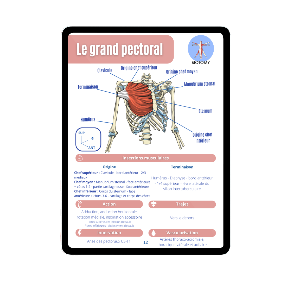 Myologie - Tronc