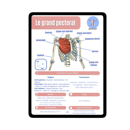 Myologie - Tronc