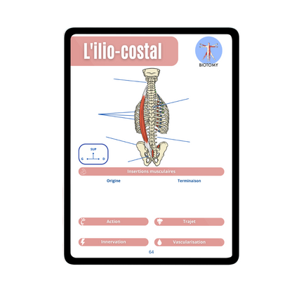 Myologie - Tronc