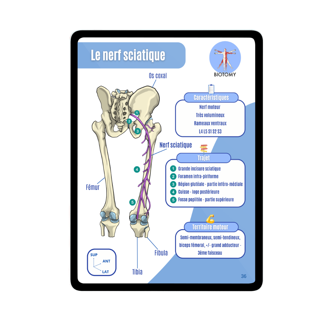 Neurologie - Membre inférieur