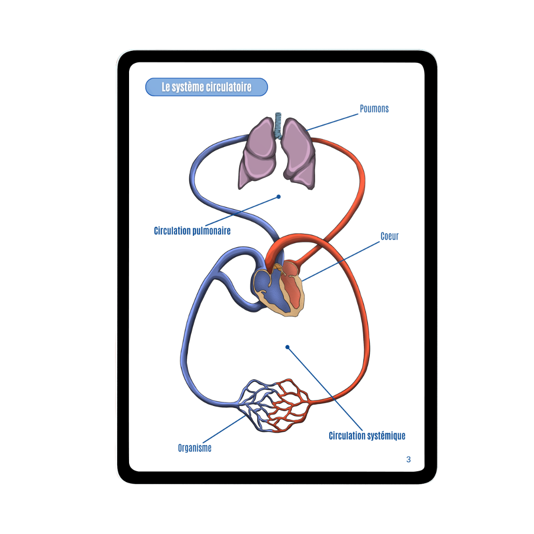 Angiologie - Membre inférieur