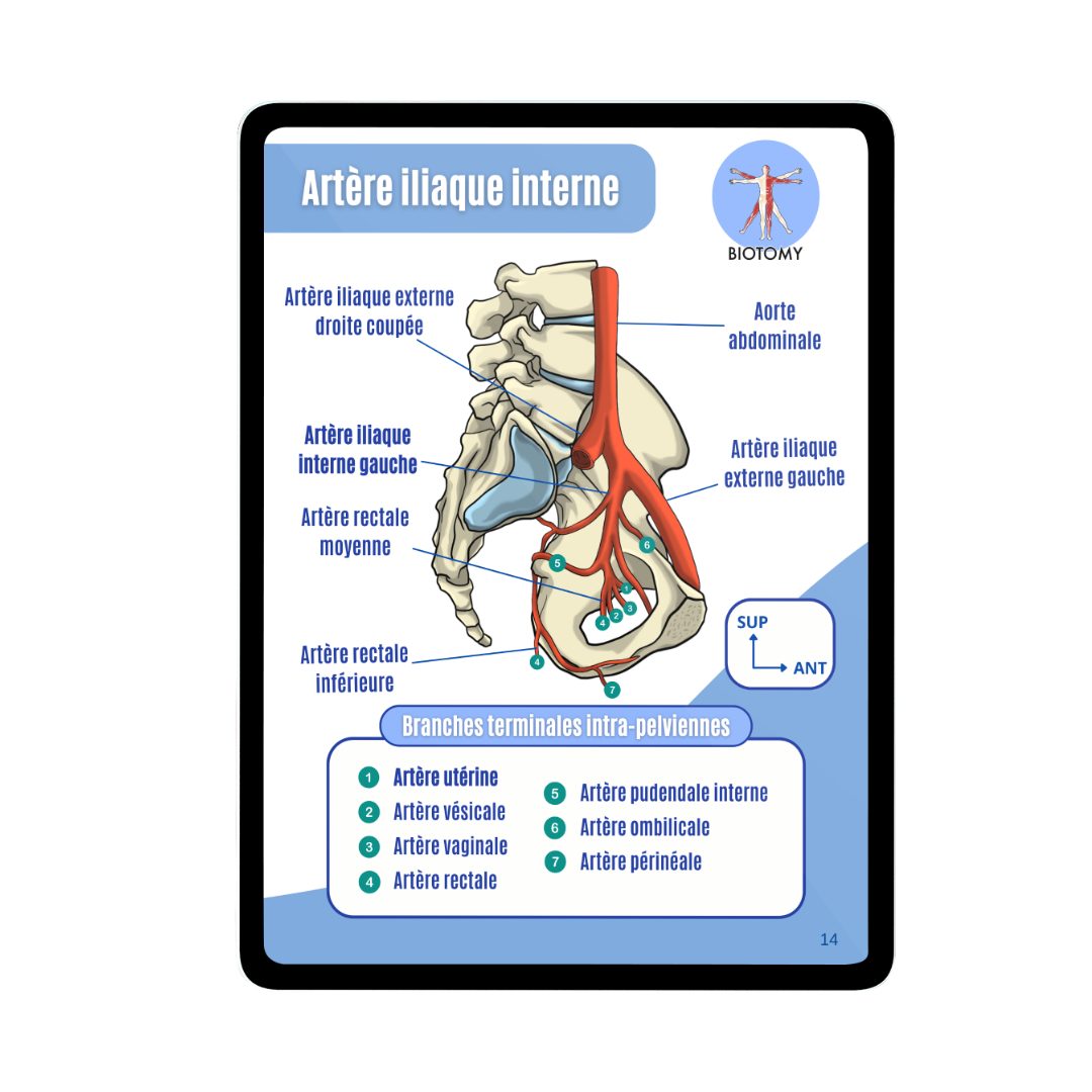 Angiologie - Membre inférieur