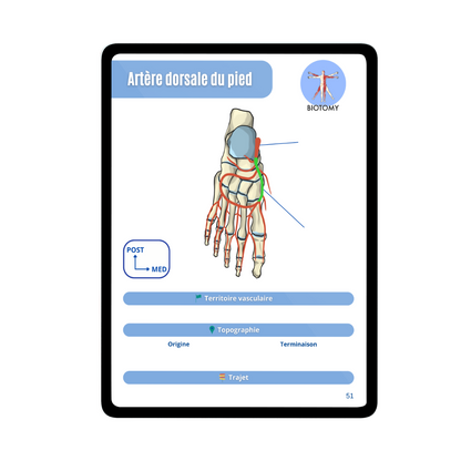 Angiologie - Membre inférieur