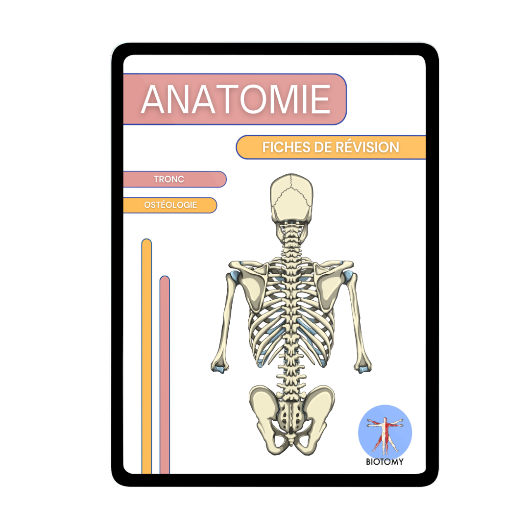 Ostéologie - Tronc