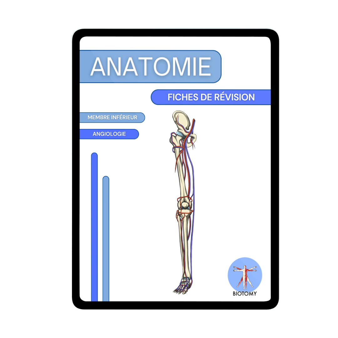 Angiologie - Membre inférieur