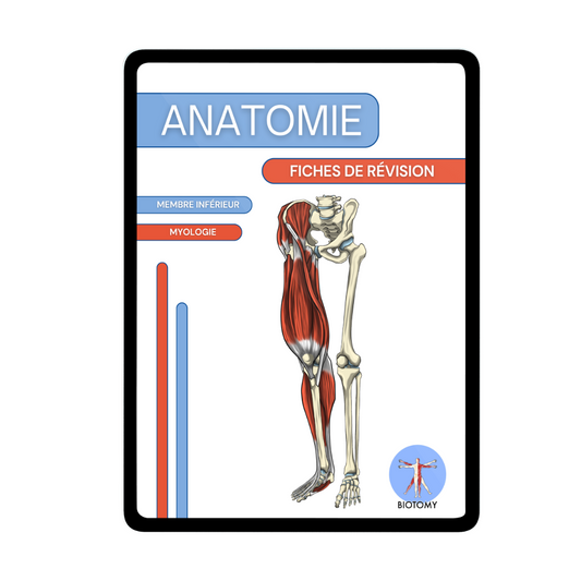 Myologie - Membre inférieur