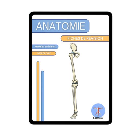 Ostéologie - Membre inférieur