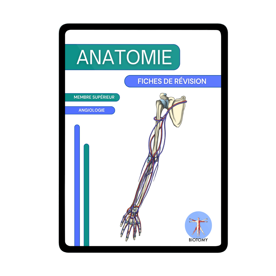 Angiologie - Membre supérieur