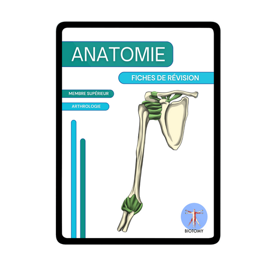 Arthrologie - Membre supérieur