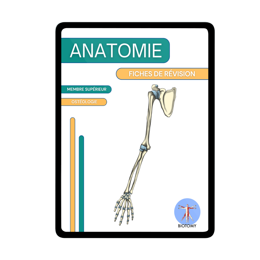Ostéologie - Membre supérieur