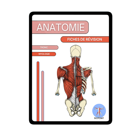 Myologie - Tronc