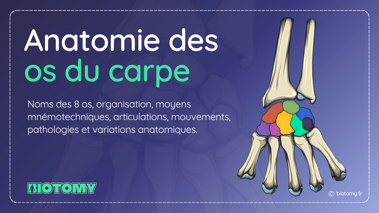 Illustration anatomique des os du carpe présentant les huit os du poignet, leur organisation et les principales notions abordées dans l'article.