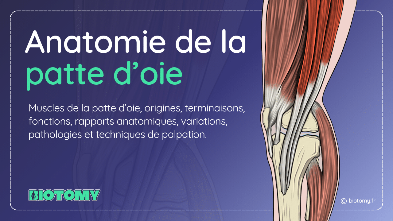 Illustration anatomique de la patte d’oie montrant les tendons du sartorius, du gracile et du semi-tendineux au niveau du tibia.