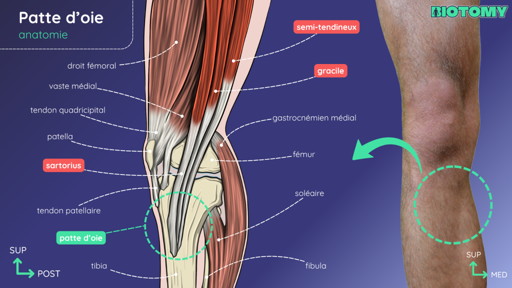 Localisation de la patte d’oie sur la face médiale du genou, avec les tendons du sartorius, du gracile et du semi-tendineux.